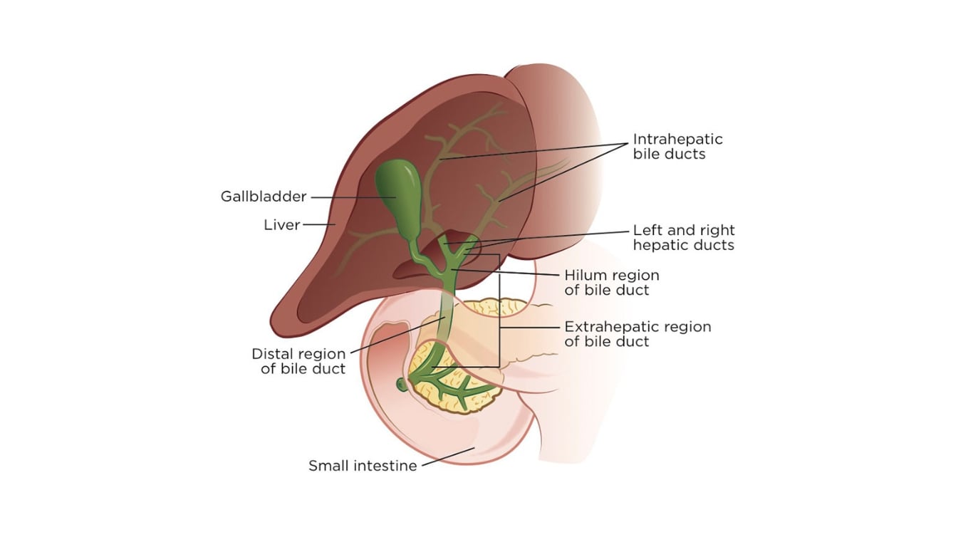 ERCP Procedure: Gallbladder and Pancreas Exam Explained